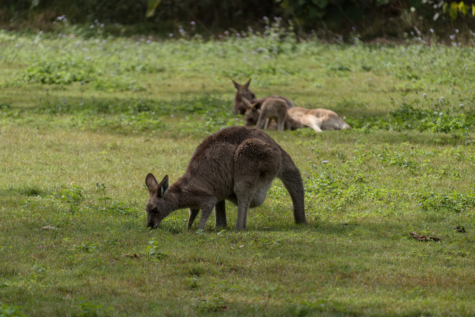 Kangaroo leaning down and eating grass, with a family of kangaroos behind it laying down.